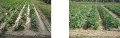 Description: http://www.krishibangla.com/mediafile/1%284%29.jpg