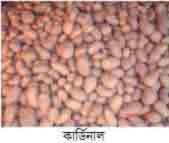 Description: http://www.krishibangla.com/mediafile/3%284%29.jpg