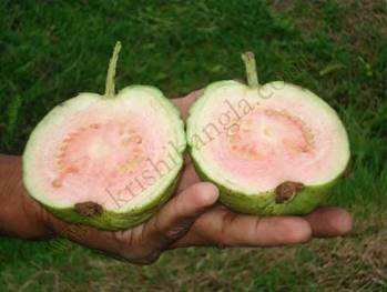 Description: http://www.krishibangla.com/mediafile/slice_102.jpg