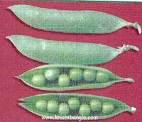 Description: http://krishibangla.com/mediafile/image/Fosol%20utpadan/Green%20pea.jpg
