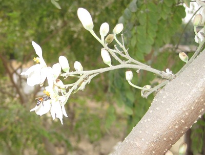 Description: http://krishibangla.com/mediafile/Untitled.jpg