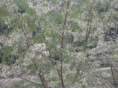 Description: http://krishibangla.com/mediafile/Untitled1.jpg